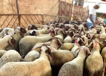ارتفاع أسعار الأضاحي في مصر لعام 2024 قبيل عيد الأضحى