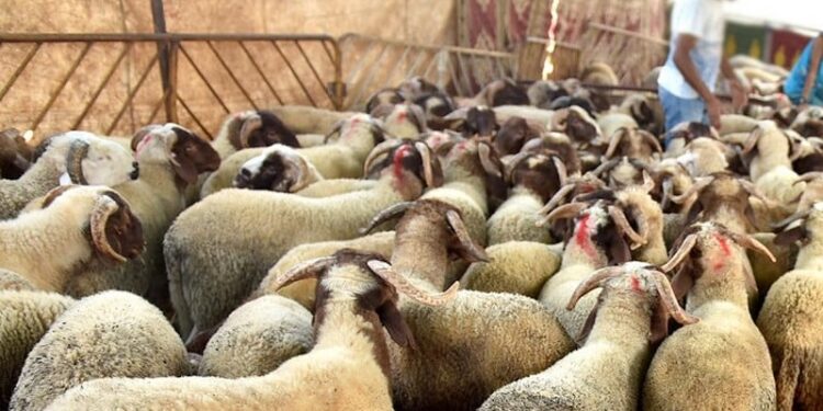 أسعار الاضاحي ارتفاع أسعار الأضاحي في مصر لعام 2024 قبيل عيد الأضحى