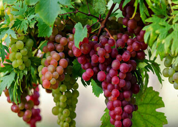 ارتفاع أسعار العنب في مصر.. فما السبب؟!