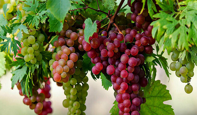 أسعار العنب ارتفاع أسعار العنب في مصر.. فما السبب؟!