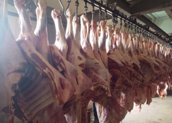 بمنافذ التموين .. ضخ لحوم ودواجن بتخفيضات 40% قبل عيد الأضحى