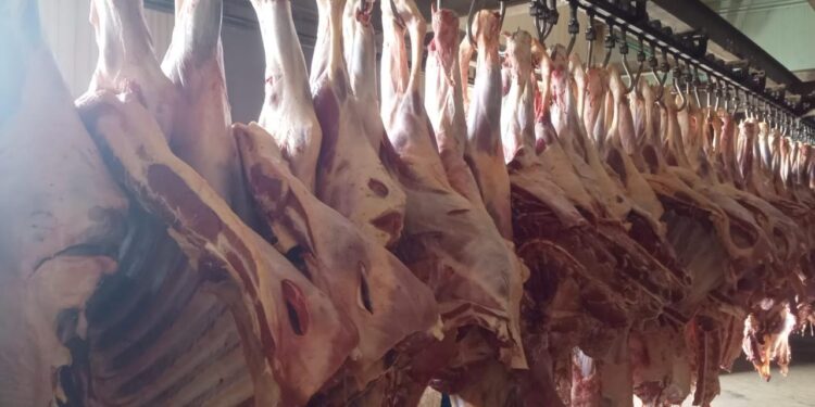 بمنافذ التموين .. ضخ لحوم ودواجن بتخفيضات 40% قبل عيد الأضحى