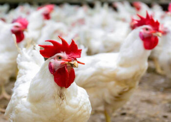 أسعار الدواجن في مصر اليوم الأربعاء