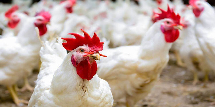 أسعار الدواجن في مصر اليوم الأربعاء