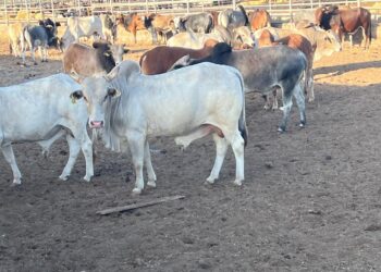 وصول أول شحنة ماشية من الصومال ضمن برنامج تحقيق الأمن الغذائي المصري