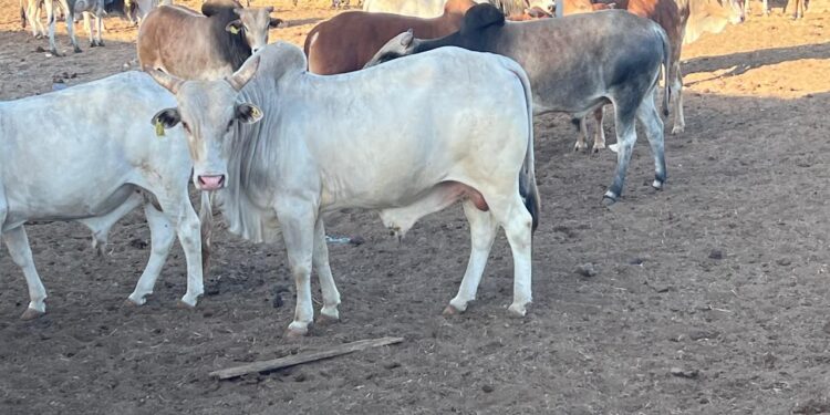 وصول أول شحنة ماشية من الصومال ضمن برنامج تحقيق الأمن الغذائي المصري