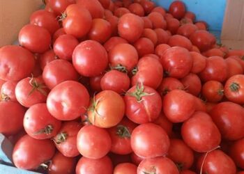 الطماطم بـ 10.. أسعار الخضروات والفاكهة اليوم الخميس