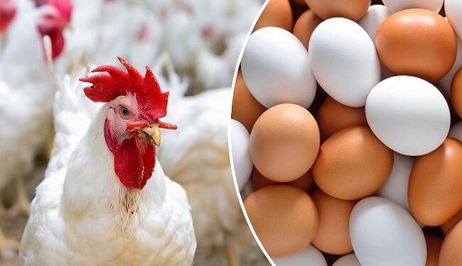 أسعار الدواجن في مصر اليوم الجمعة