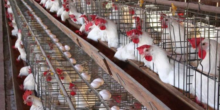 أسعار الدواجن تراجع أسعار الدواجن في مصر اليوم الاثنين