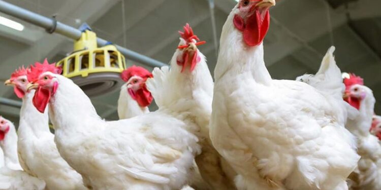 أسعار الدواجن أسعار الدواجن في مصر اليوم الأحد