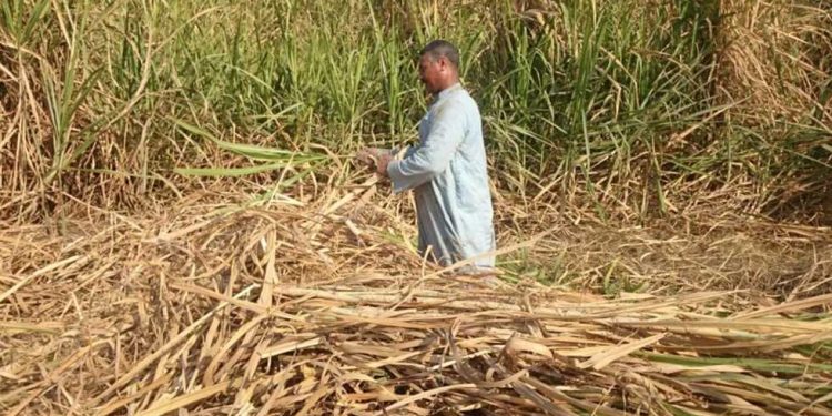 نقيب الفلاحين:تحديد سعر استرشادي 2500جنيه لطن قصب السكر و2400 جنيه لطن بنجر السكر