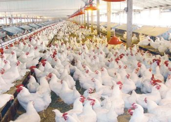 بورصة الدواجن فى مصر.. أسعار الفراخ والبيض بالأسواق الخميس 22 أغسطس