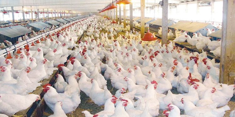 بورصة الدواجن فى مصر.. أسعار الفراخ والبيض بالأسواق الخميس 22 أغسطس