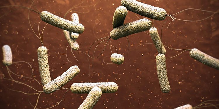 حقيقة ظهور حالات إصابة بوباء “الكوليرا” في عدد من محافظات الجمهورية