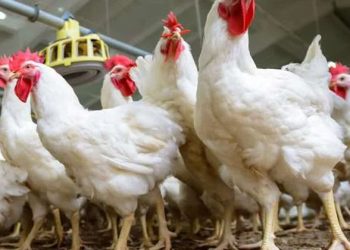 التراجع في أسعار الدواجن بالسوق المحلية.. اعرف موعد انخفاض سعر البيض