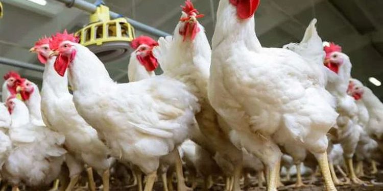 التراجع في أسعار الدواجن بالسوق المحلية.. اعرف موعد انخفاض سعر البيض