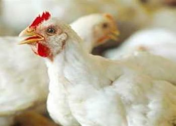 أسعار الدواجن والبيض في مصر اليوم الجمعة