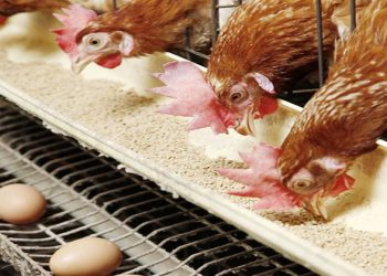 أسعار الدواجن والبيض في مصر اليوم الأحد