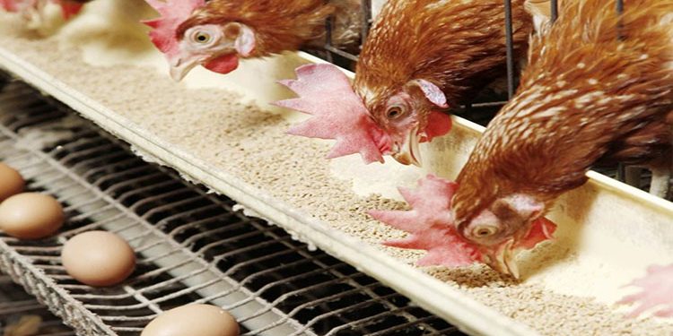 أسعار الدواجن والبيض في مصر اليوم الأحد