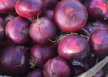 أسعار البصل تتراجع مجددا والطماطم والبطاطس يستقران