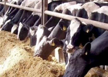 الزراعة  تصدر (795) ترخيصاً لكافة أنشطة ومشروعات الثروة الحيوانية والداجنة والعلفية