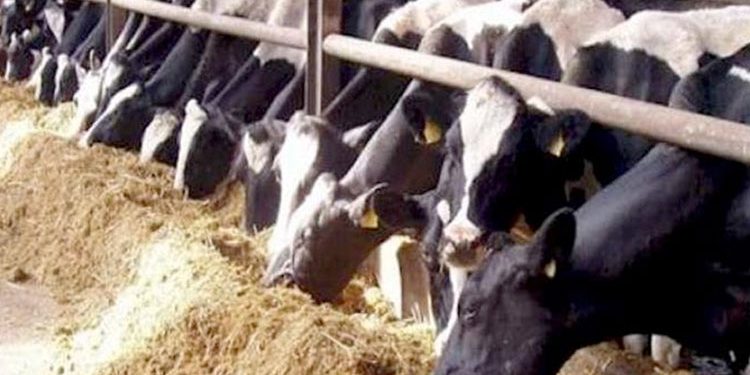 الزراعة  تصدر (795) ترخيصاً لكافة أنشطة ومشروعات الثروة الحيوانية والداجنة والعلفية