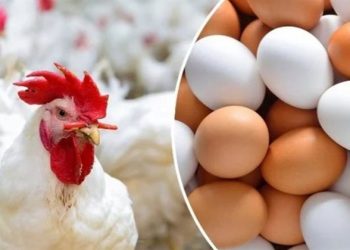 أسعار الدواجن والبيض في مصر اليوم السبت