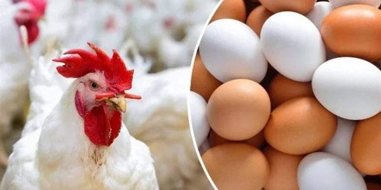 أسعار الدواجن والبيض في مصر اليوم السبت