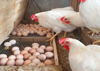 أسعار الدواجن والبيض في مصر اليوم الثلاثاء