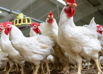 أسعار الدواجن والبيض في مصر اليوم الأربعاء