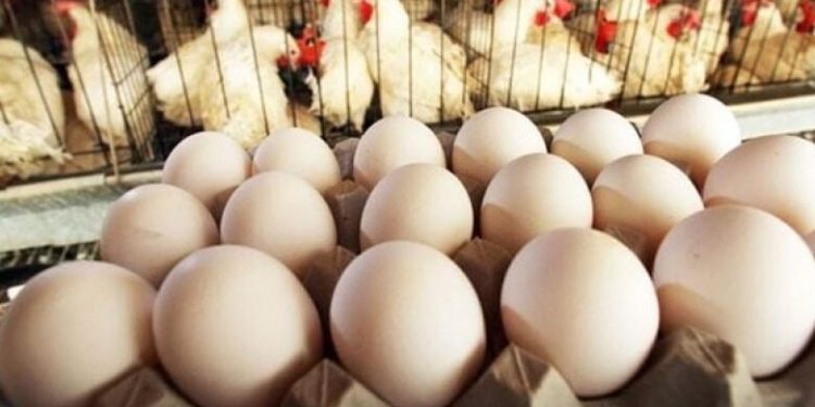 أسعار الدواجن والبيض في مصر اليوم السبت