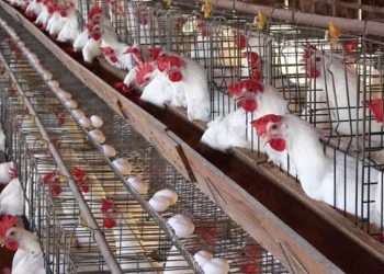 أسعار الدواجن والبيض في مصر اليوم السبت