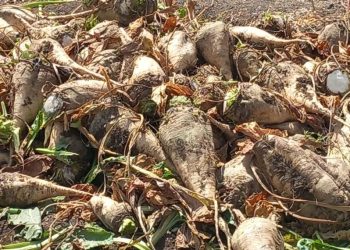 13 توصية هامة من وزارة الزراعة لمزارعى البنجر.. تعرف عليها