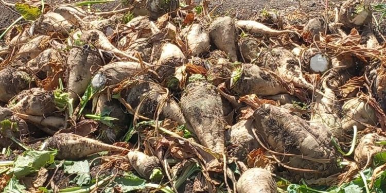 13 توصية هامة من وزارة الزراعة لمزارعى البنجر.. تعرف عليها