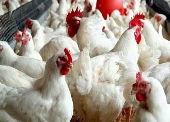 أسعار الدواجن والبيض في مصر اليوم الإثنين