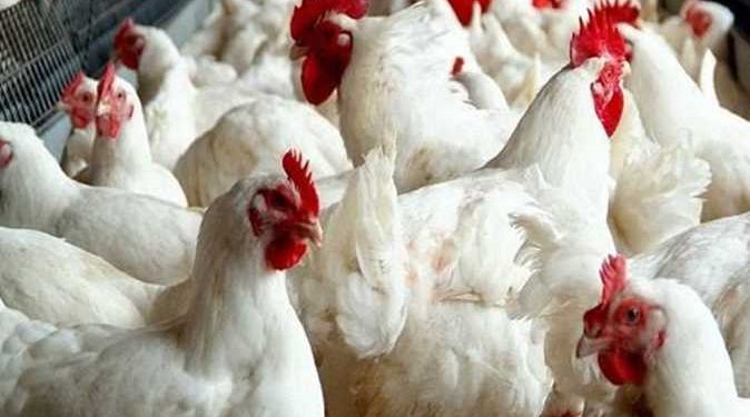 أسعار الدواجن والبيض في مصر اليوم الإثنين