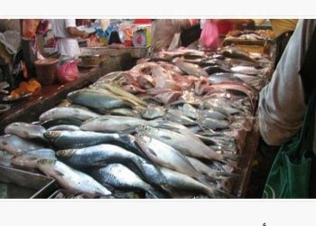 أسعار الأسماك والمأكولات البحرية اليوم الخميس 22-8-2024