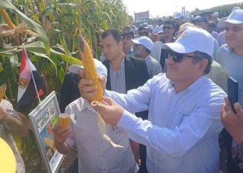 البحوث الزراعية ينظم يوم الحقل السنوي لمحصول الذرة الشامية والأرز بسخا