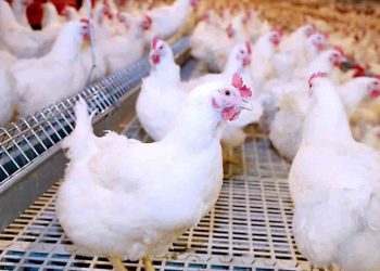 أسعار الدواجن والبيض في مصر اليوم الثلاثاء