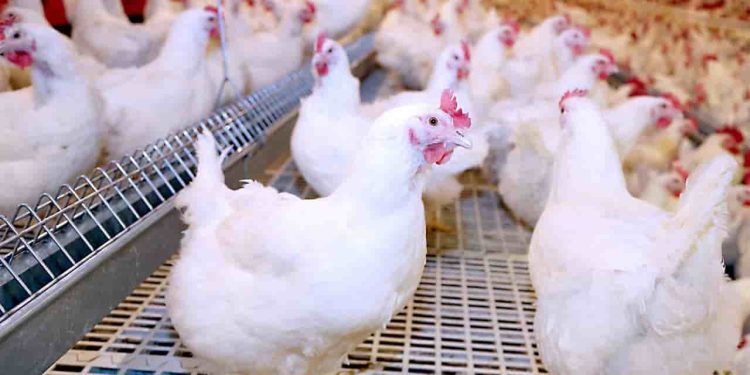 أسعار الدواجن والبيض في مصر اليوم الثلاثاء