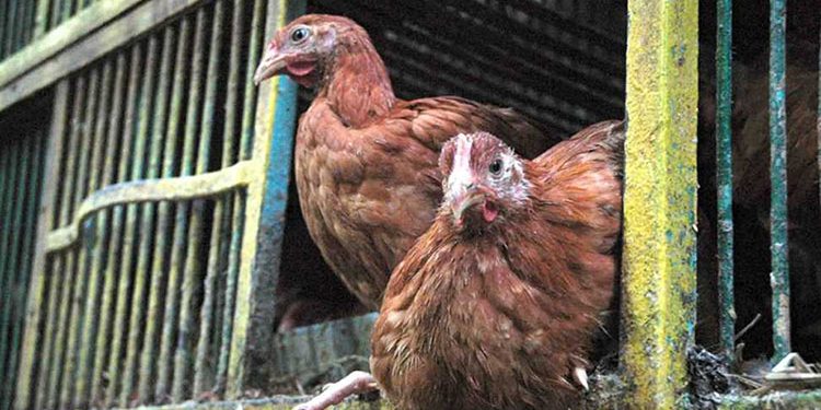 أسعار الدواجن والبيض في مصر اليوم الإثنين