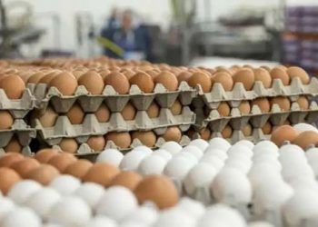 طرح البيض بأسعار مخفضة بعد تدخلات الحكومة ..اعرف الموعد والسعر