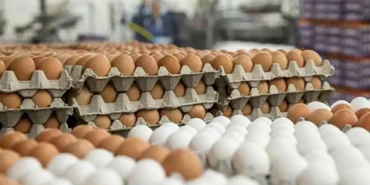 طرح البيض بأسعار مخفضة بعد تدخلات الحكومة ..اعرف الموعد والسعر