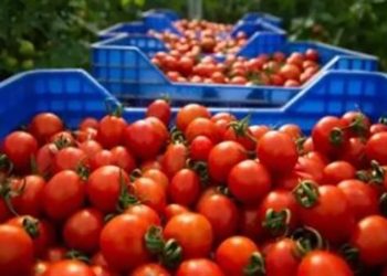 نقيب الفلاحين:  انخفاض يصل ل 150 جنيه في عداية الطماطم الواحده
