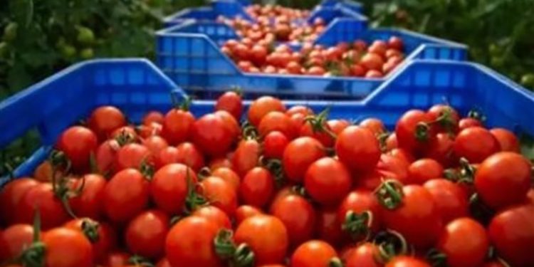 نقيب الفلاحين:  انخفاض يصل ل 150 جنيه في عداية الطماطم الواحده