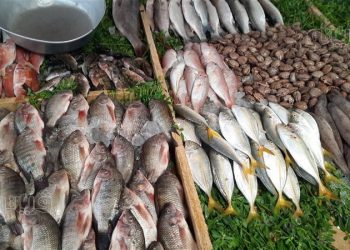 أسعار الأسماك والجمبري في سوق العبور اليوم السبت