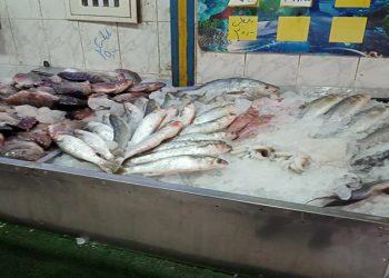 اسعار الاسماك اليوم بالسوق المصرى