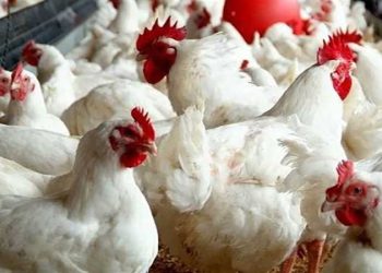 بورصة الدواجن اليوم.. أسعار الفراخ البيضاء 75 جنيها بالمزرعة