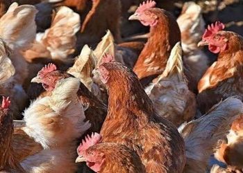 أسعار الدواجن والبيض في مصر اليوم الأحد