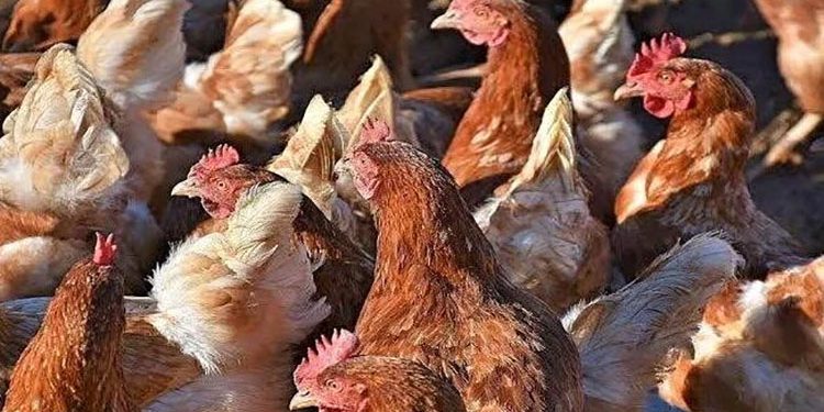 أسعار الدواجن والبيض في مصر اليوم الأحد